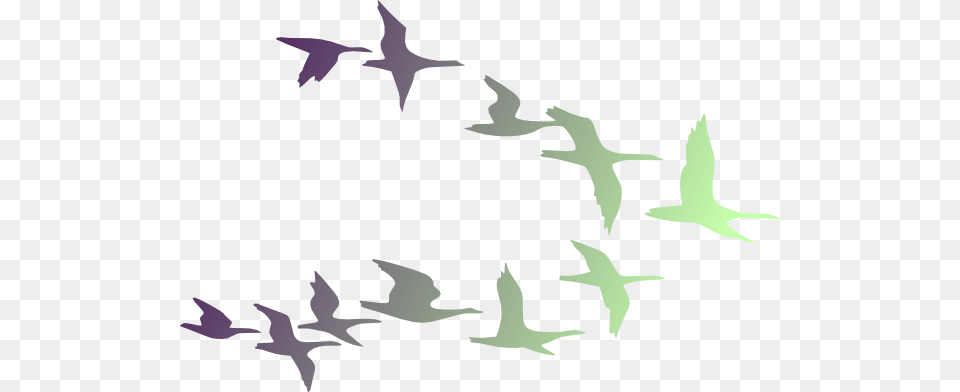 Birds In Flight Clip Art, Animal, Bird, Flying, Flock Png