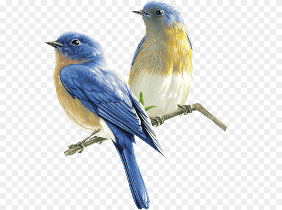 Birds In High Resolution Passaros, Animal, Bird, Bluebird, Jay Free Transparent Png