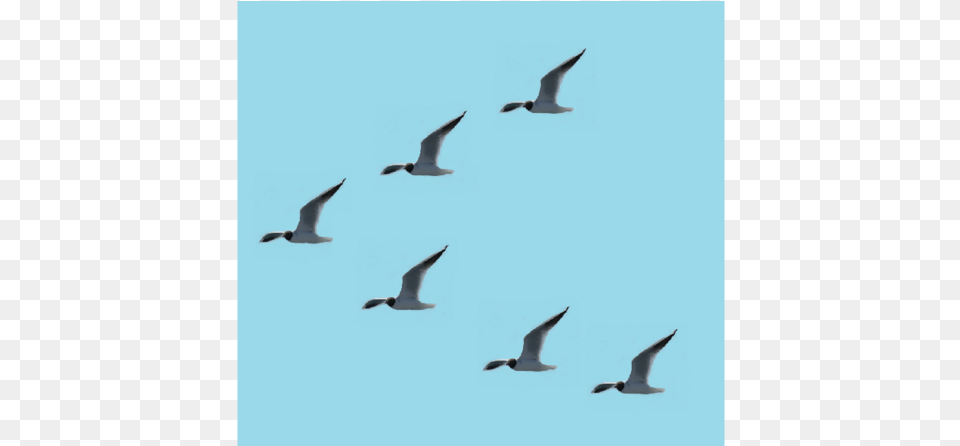 Birds In Leader Follower Formation, Animal, Bird, Flying, Flock Png