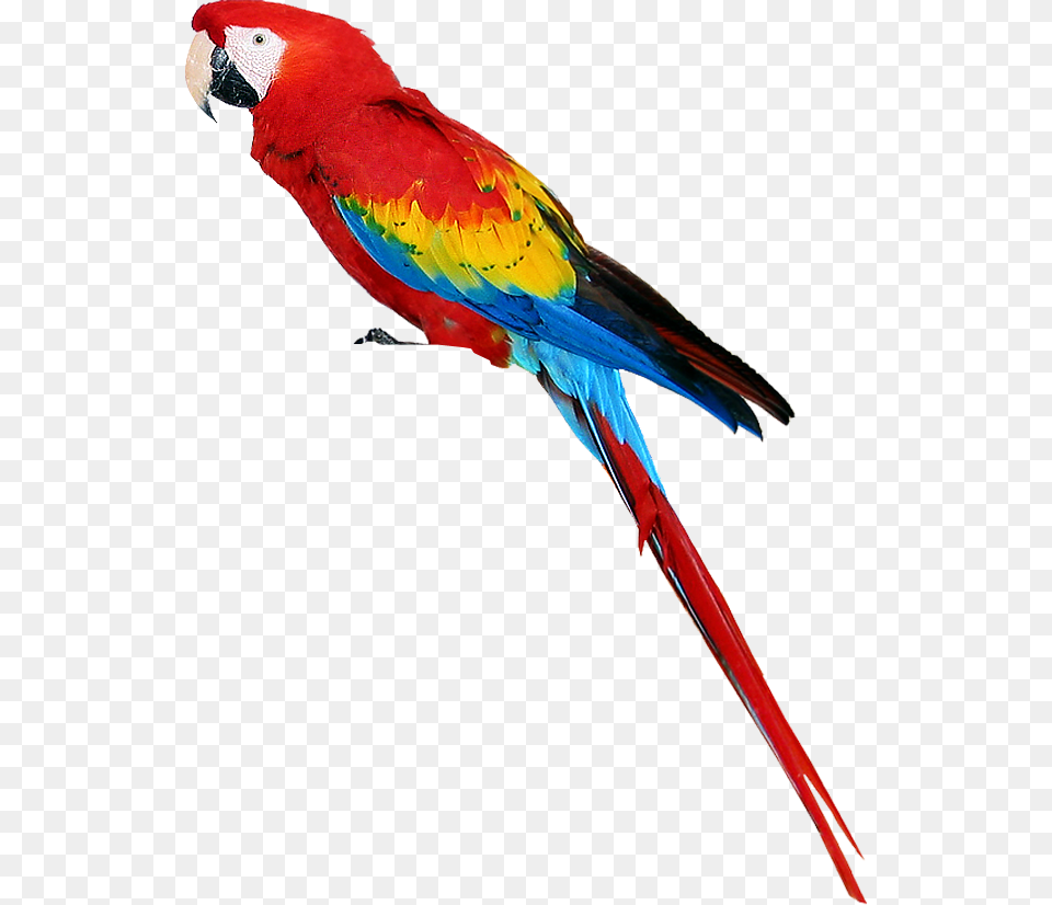 Birds In Parrot, Animal, Bird, Macaw Png Image