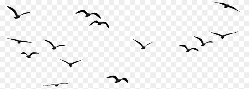 Birds In Sky, Animal, Bird, Flock, Flying Free Transparent Png