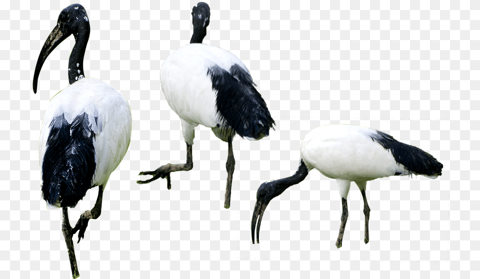Birds Isolated Background High Resolution Vogels, Animal, Beak, Bird, Stork Png Image