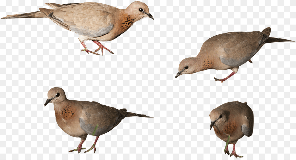 Birds Isolated Background Picture Mourning Dove, Animal, Bird, Pigeon Free Png