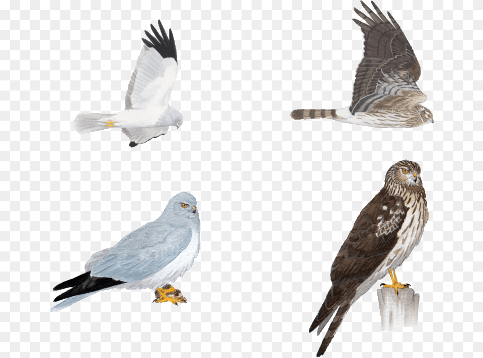 Birds Male Northern Harrier In Flight, Animal, Bird, Kite Bird, Accipiter Png Image