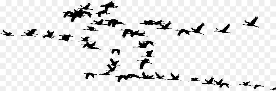 Birds Migration, Gray Free Png Download