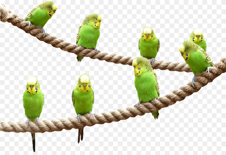 Birds Nature Parakeet Animal World Transparent Parakeet, Bird, Parrot Free Png Download