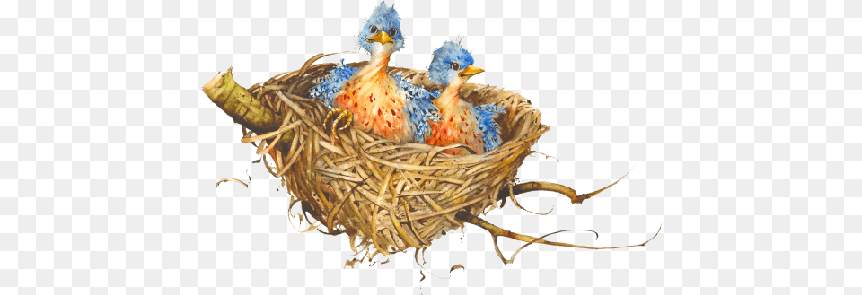 Birds Nest 2 Image Portable Network Graphics, Animal, Beak, Bird Free Png Download
