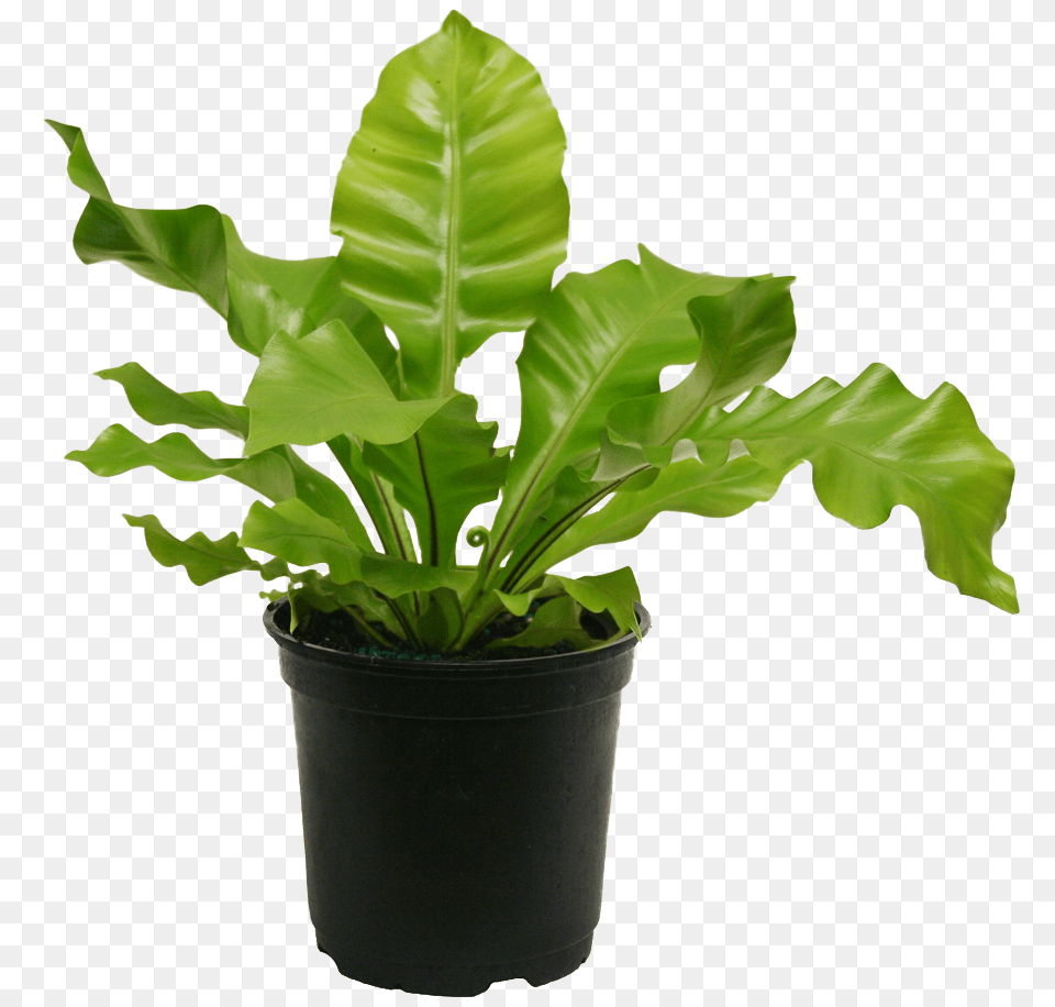 Birds Nest Plant Transparent, Fern, Leaf, Potted Plant, Flower Png