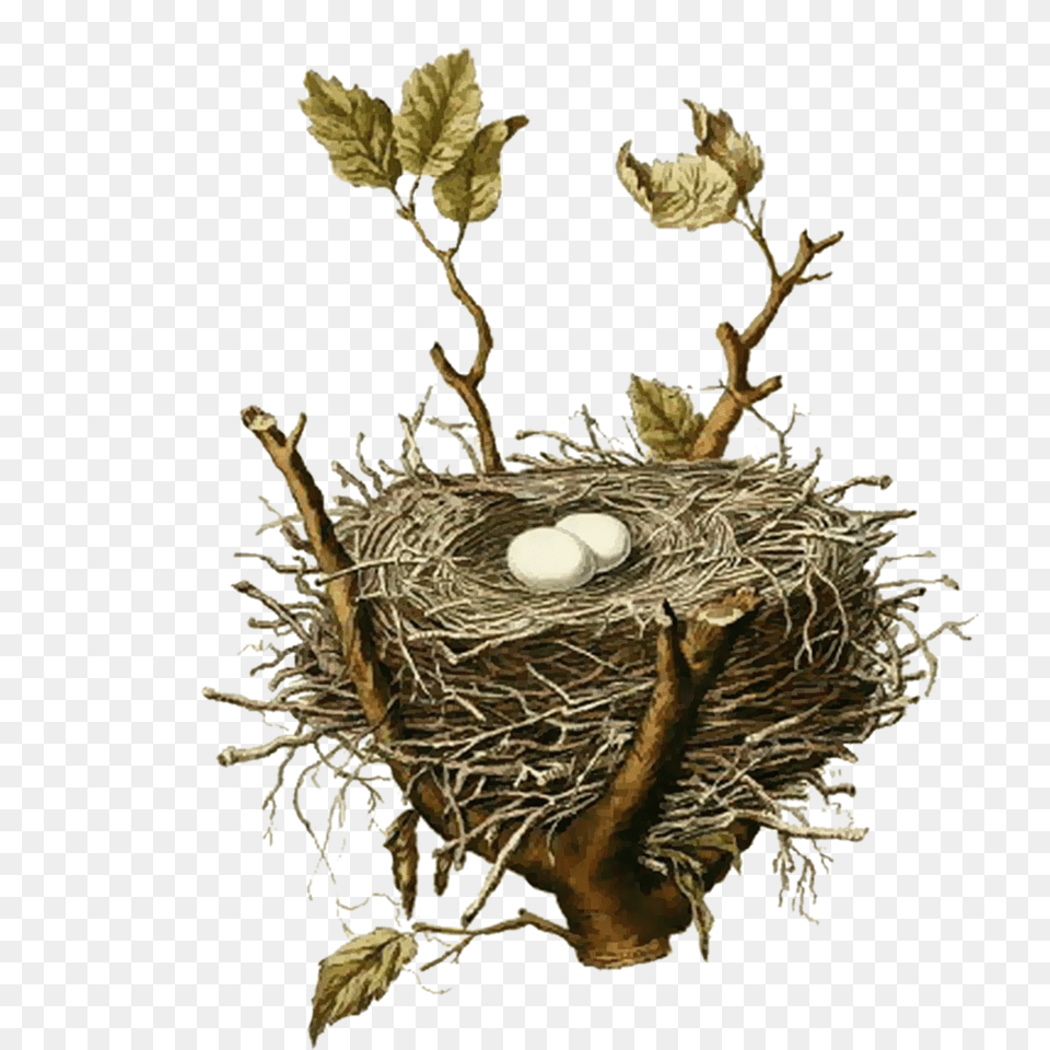Birds Nests Bird Nest House Birds Nest Illustration Vintage Free Transparent Png