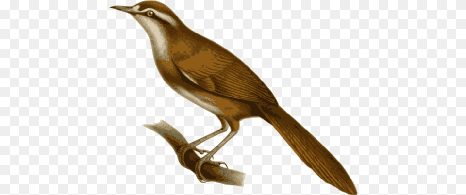 Birds Nightingale Clipart, Animal, Anthus, Bird, Wren Free Png