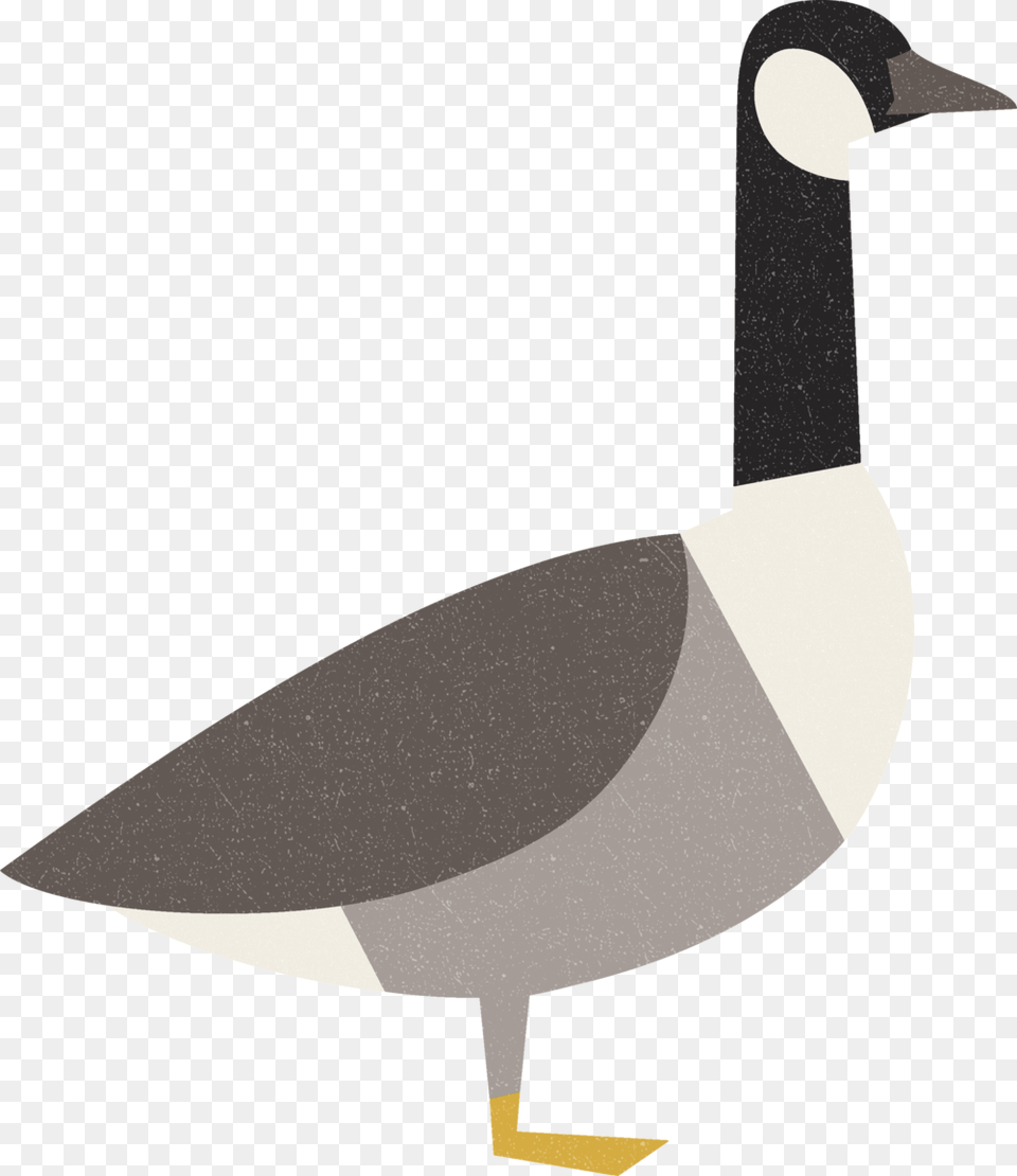 Birds Of Canada U2014 Nini Lee Graphic Design U0026 Illustration, Animal, Bird, Goose, Waterfowl Png Image