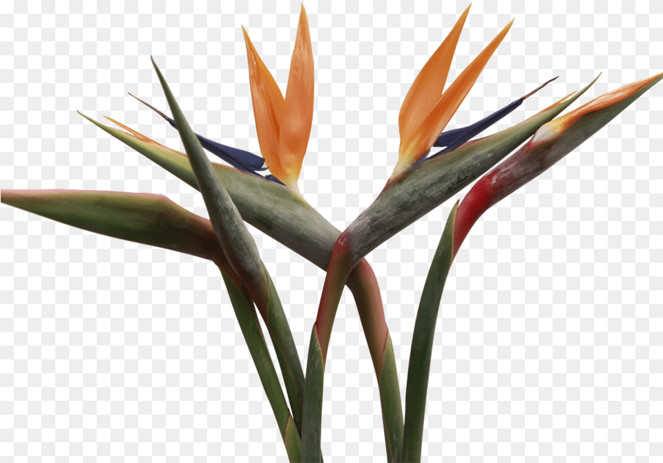 Birds Of Paradise Bird Of Paradise, Flower, Plant Png Image