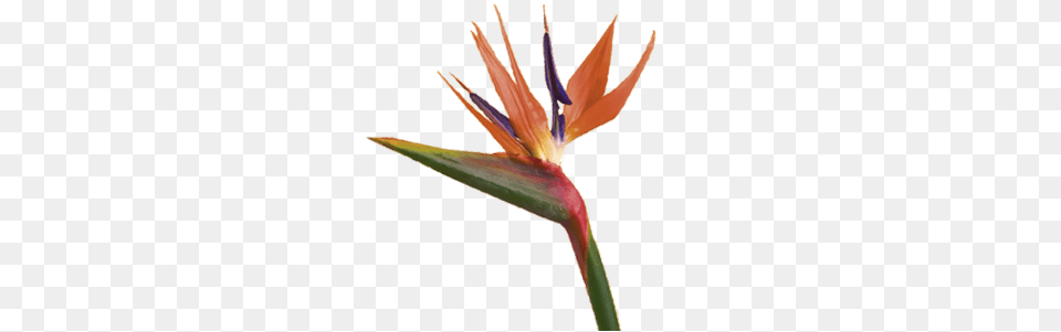 Birds Of Paradise Flowers Transparent Images Stickpng Transparent Bird Of Paradise Flower, Plant, Petal, Anther Free Png