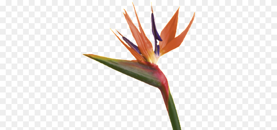 Birds Of Paradise Wholesale Tropical Flowers Miami Flower Market, Plant, Anther, Petal Free Png
