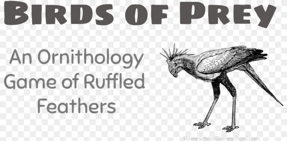 Birds Of Prey An Ornithology Game Of Ruffled Feathers Stork, Text, Blackboard Png Image