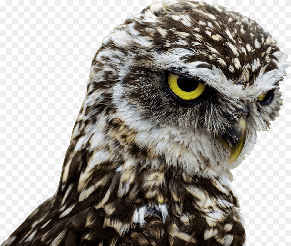 Birds Of Prey Good Morning Download Do Owls Have Long Legs, Animal, Bird, Beak, Hawk Free Png