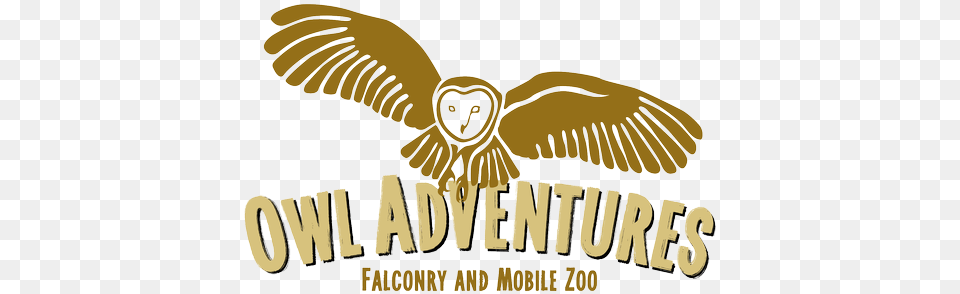 Birds Of Prey Shows In Yorkshire Owl Adventures Owl, Animal, Bird Png Image