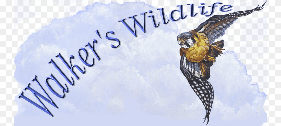 Birds Of The Air By Robert M Walker Welcome And Enjoy Artist, Animal, Bird, Kite Bird, Beak Free Transparent Png
