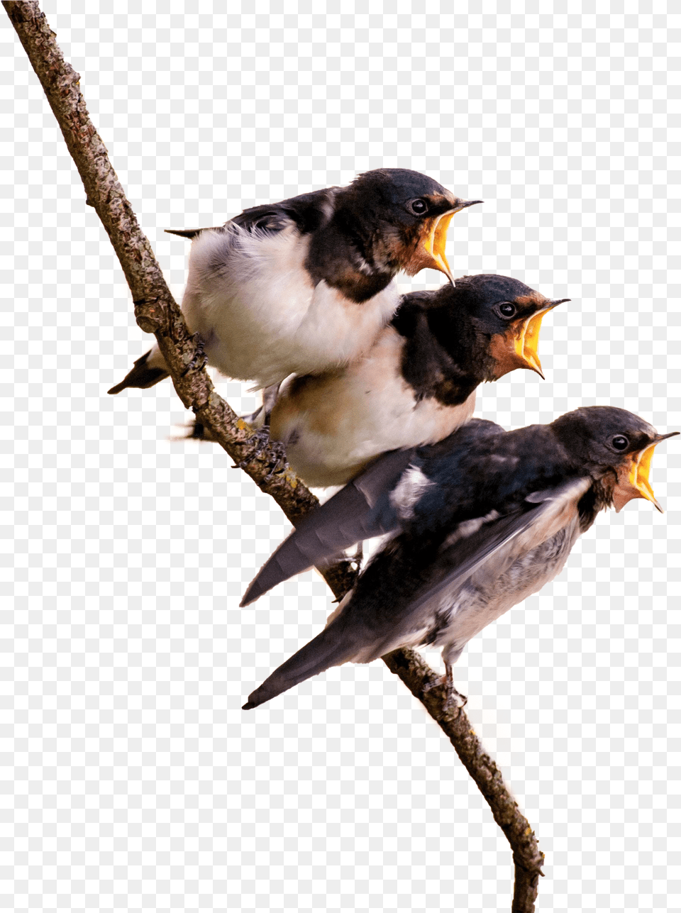Birds On Branch, Animal, Bird, Swallow, Beak Free Png