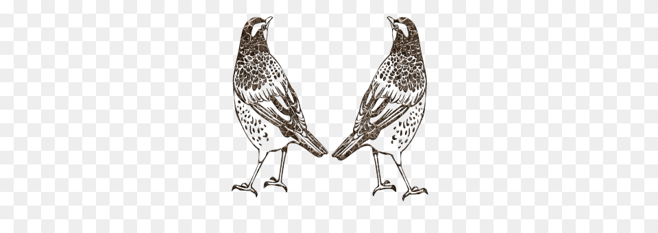 Birds Outline Animal, Bird, Quail Png Image