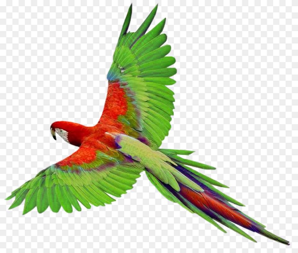 Birds Parrot Birds, Animal, Bird, Macaw Free Png Download