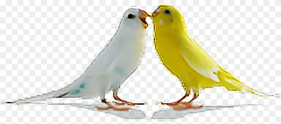 Birds Parrots Bird Tumblr Ftestickers Hd Birds, Animal, Canary Png