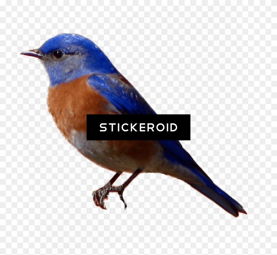 Birds Pic, Animal, Bird, Bluebird, Blue Jay Free Transparent Png