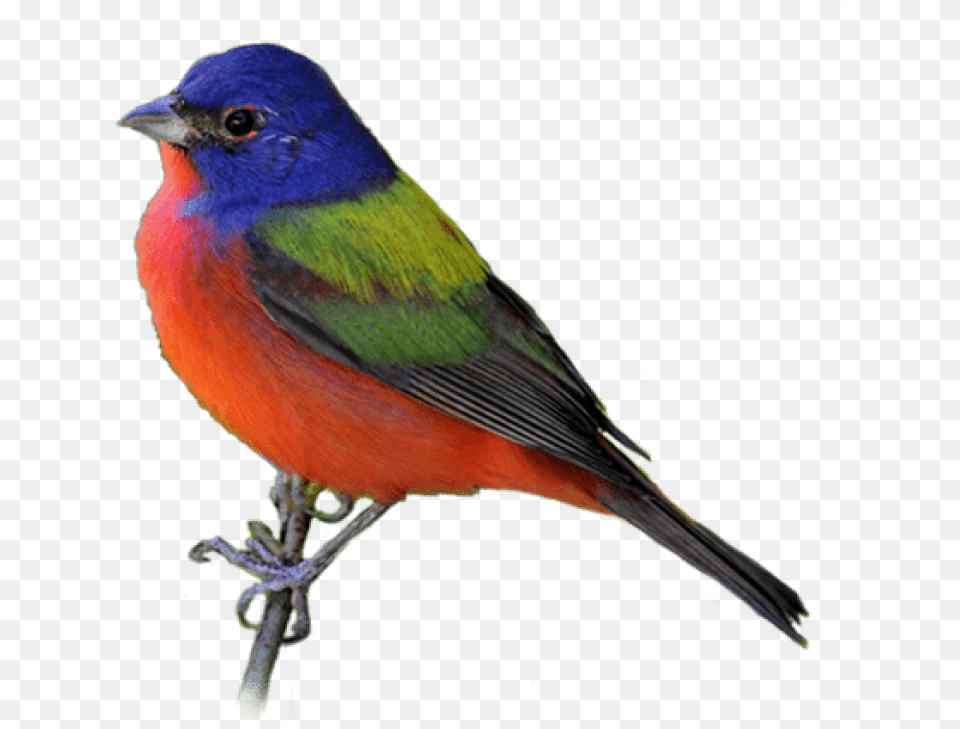 Birds Png26 Photo 340 Transparent Images On, Animal, Bird, Finch, Jay Free Png