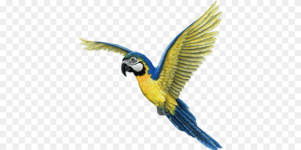 Birds Png67 Photo 634 Images On Tropical Birds, Animal, Bird, Macaw, Parrot Free Transparent Png