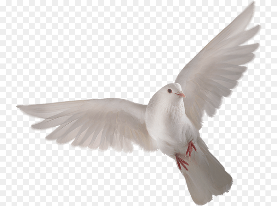 Birds Republic Day 2020 Background, Animal, Bird, Dove, Pigeon Free Transparent Png