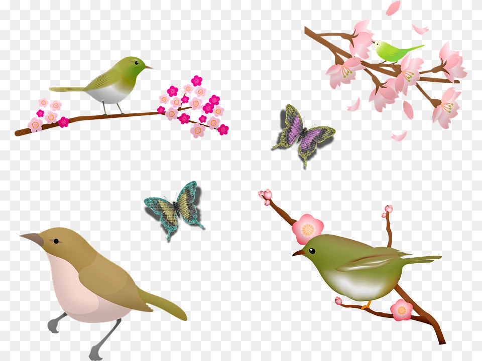 Birds Sakura Blossom Cherry Blossom Butterfly Sakura Bird, Animal, Finch, Flower, Plant Png Image