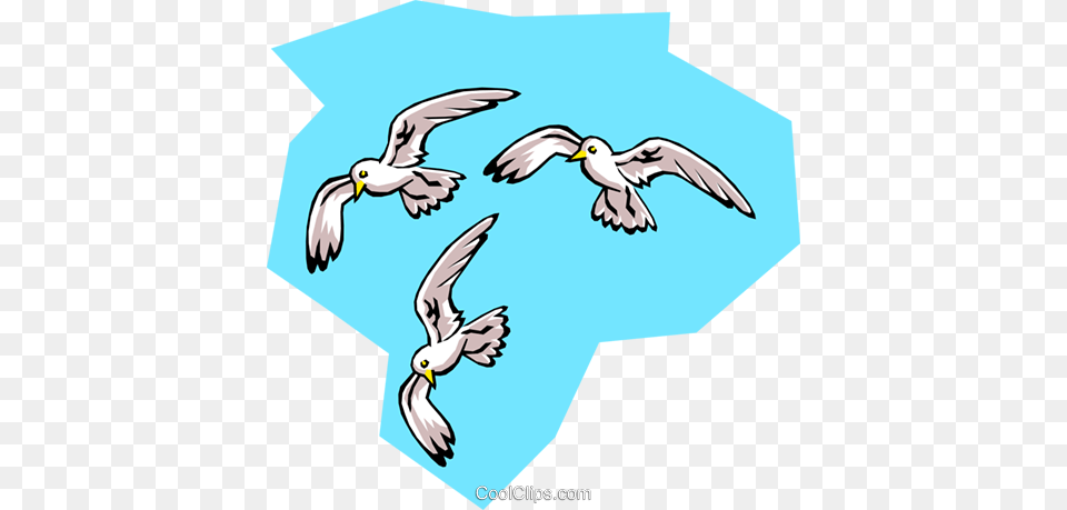 Birds Seagulls Royalty Vector Clip Art Illustration, Animal, Bird, Flying, Kite Bird Free Transparent Png