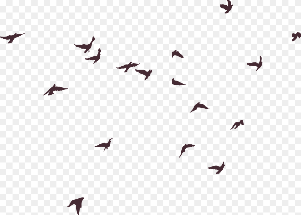 Birds Silhouette, Animal, Bird, Flock, Flying Free Png Download