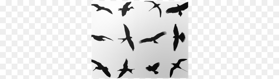 Birds Silhouette Collection Bird Silhouette, Animal, Flying, Flock Png Image