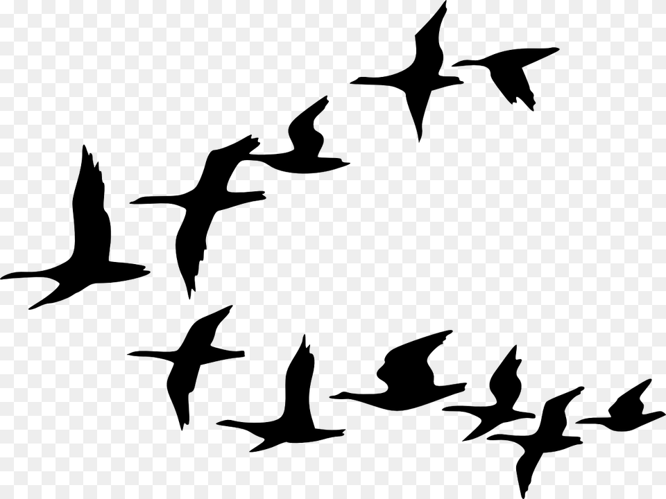 Birds Silhouette Silhouette Birds Black Flying Flock Of Birds Clipart, Gray Png