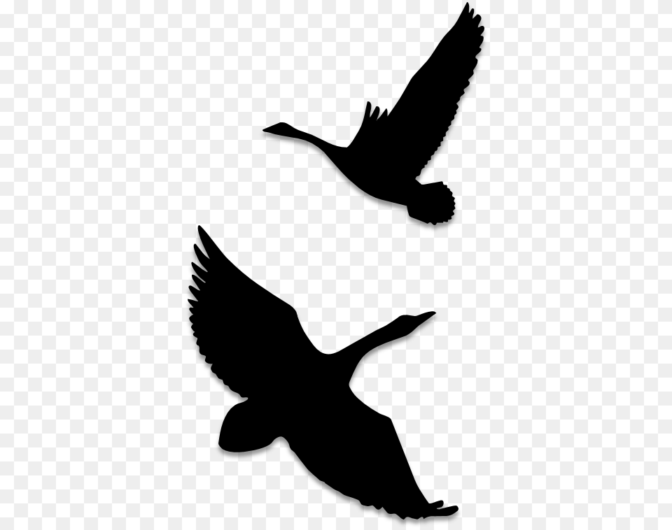 Birds Silhouettes Art Amp Islamic Graphics Seabird, Gray Png Image