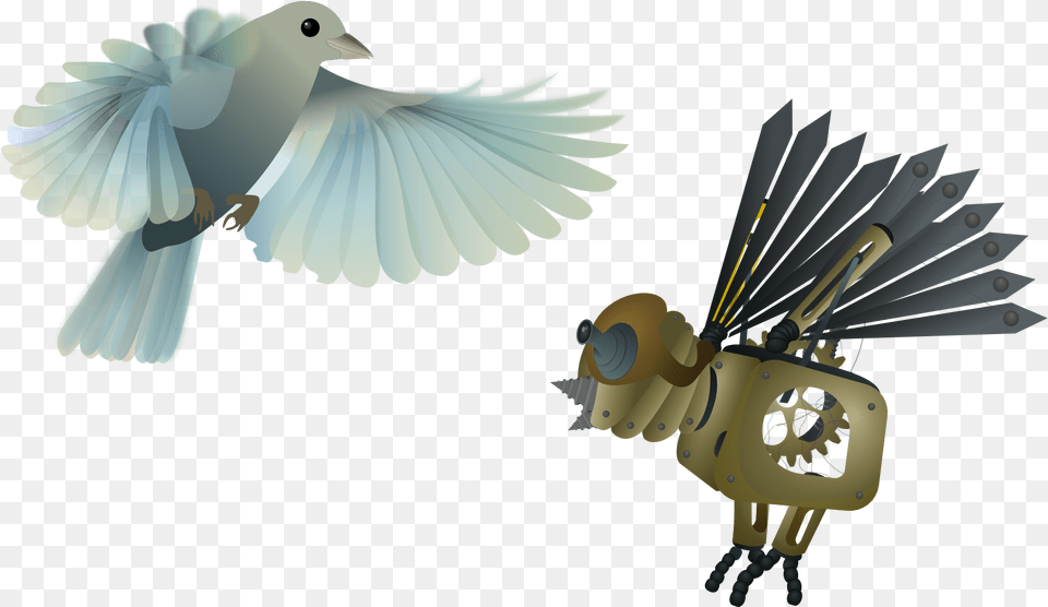 Birds Stock Dove, Animal, Bird, Jay, Pigeon Free Transparent Png