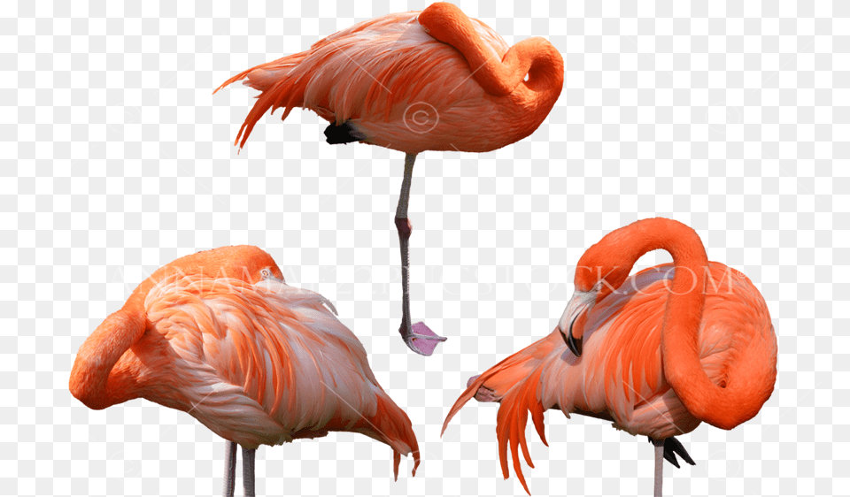 Birds Stock Photo Collection Large Flamingo Bird, Animal Free Transparent Png