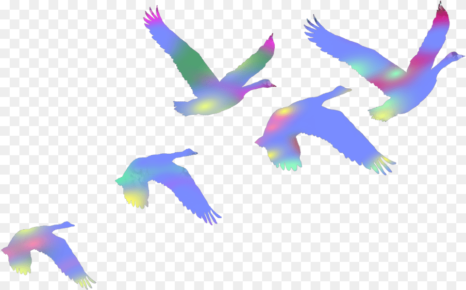 Birds Swans Flyingbirds Flaying Colorful Duce Colorful Flock Of Birds, Animal, Bird, Flying, Person Png Image