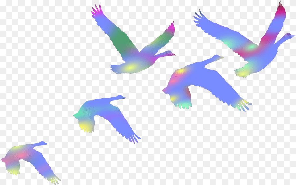 Birds Swans Flyingbirds Flaying Colorful Duce Flock, Animal, Bird, Flying, Person Png