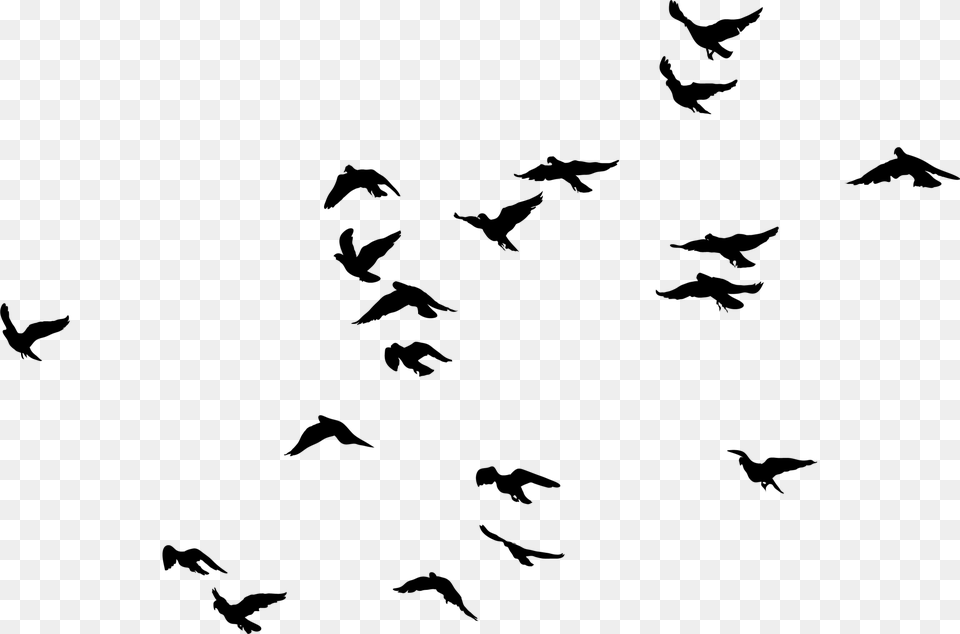 Birds Transparent Image Birds Black And White, Gray Free Png Download