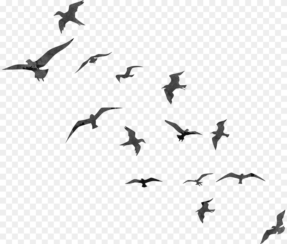 Birds Library Bird Flying Silhouette, Gray Free Transparent Png