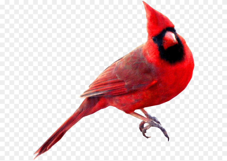 Birds Red Cardinal Bird Background, Animal, Beak Free Transparent Png