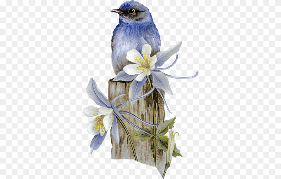 Birds Tubes Birds Pencil Art Colour, Animal, Bird, Jay, Bluebird Png