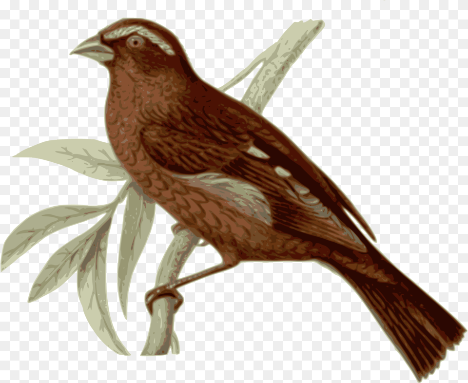 Birds Vector Realistic Brown Feathered Bird, Animal, Finch, Sparrow, Anthus Free Transparent Png