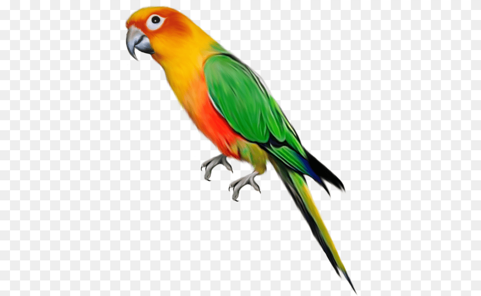 Birds With Beaks And Claws, Animal, Bird, Parrot, Parakeet Png
