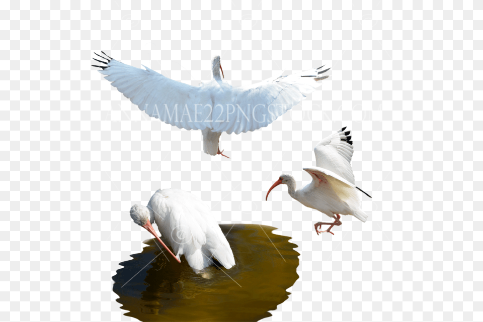 Birdsanimals And Wildlife Stock Swan, Animal, Bird, Waterfowl, Beak Png Image