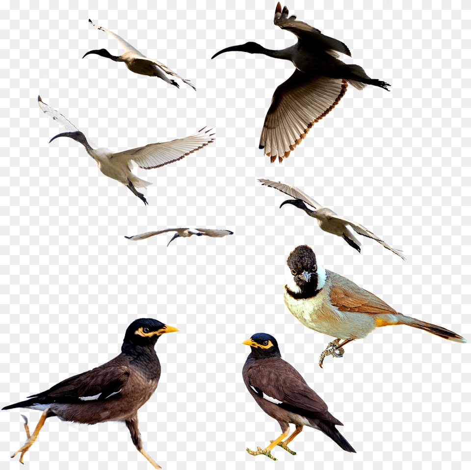 Birdsmina Birdanimalwhite Ibiswhite Eared Bulbulpng Bird, Animal, Beak, Flying, Finch Png Image