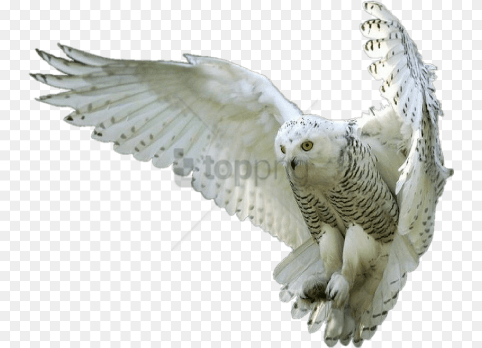 Birdsnowy Owlbird Of Snowy White Owl Flying, Animal, Bird, Hawk Free Png Download