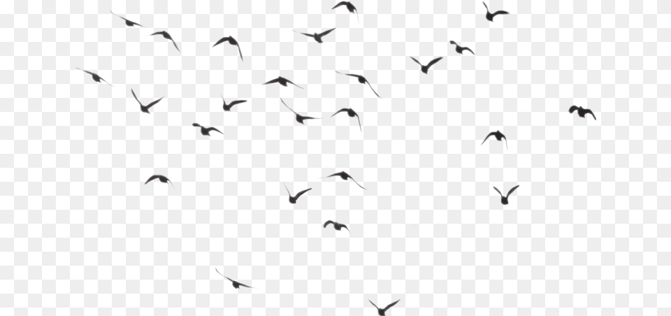 Birdstickers Flying Tumblr Vapor Birds, Animal, Bird, Flock, Mammal Free Transparent Png